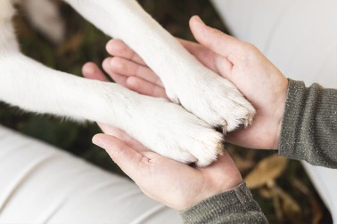 Proposed German Law Requires Walking Your Dog Twice a Day