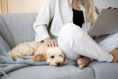 Dog Grooming Costs and How Much to Tip Your Dog Groomer